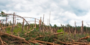 Sturmschäden: Bundeslandwirtschaftsminister Christian Schmidt sagt Waldbauern Hilfe zu - Ecovis Agrar