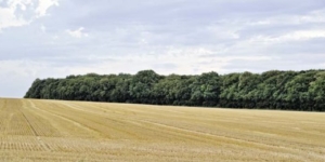 Verkauf von Ackerstatusrechten ist nicht pauschalierungsfähig - Ecovis Agrar