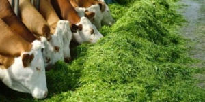 Grundsteuerreform: Stehen Tierhaltungskooperationen vor dem Aus? - Ecovis Agrar