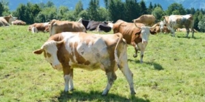 Was gilt bei der Tierhaltung für die Umsatzsteuer? - Ecovis Agrar