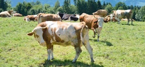 Was gilt bei der Tierhaltung für die Umsatzsteuer? - Ecovis Agrar