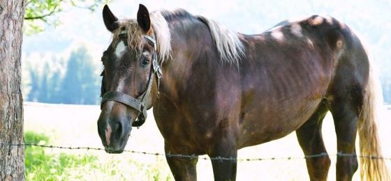 Wie lässt sich Pferdehaltung aus Liebhaberei von der Landwirtschaft abgrenzen?