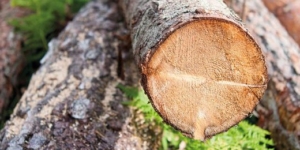 Waldflächen: Auf Gewinn aus oder nicht? - Ecovis Agrar