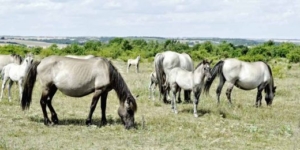 Pferdehaltung: Hobby oder Beruf? - Ecovis Agrar