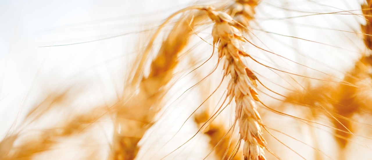 Weizenmarkt: Russland entwickelt sich zum Taktgeber