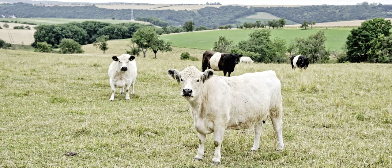 Tierhaltungskooperation: Auch bei Beteiligung an einer landwirtschaftlichen Gesellschaft