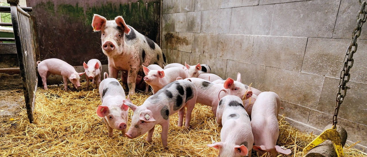 Härtefallhilfen für Schweinehalter