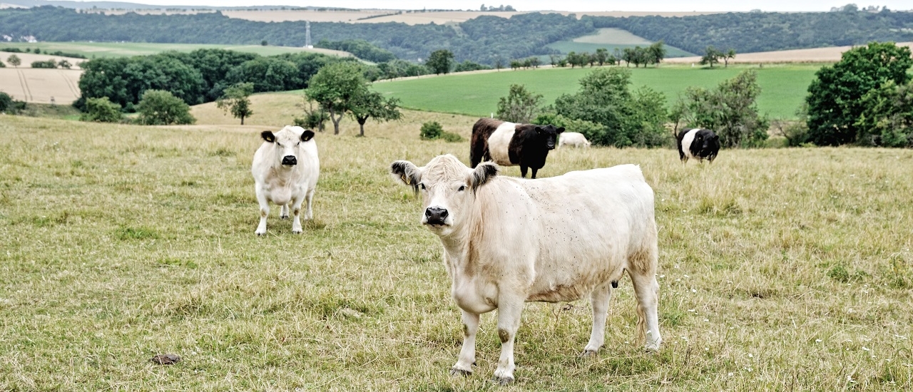 Bundesrat fordert eine Obergrenze für Tierhaltung - Ecovis Agrar