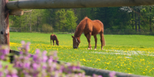 Pferdehaltung: Wann lassen sich Verluste verrechnen? - ECOVIS Agrar - Steuerberater, Rechtsanwälte, Unternehmensberater