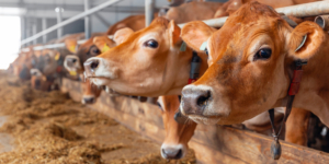 Einkünfteerzielung: Gemeinschaftliche Tierhaltung von Landwirten ist nicht gewerbesteuerpflichtig - ECOVIS Agrar - Steuerberater, Rechtsanwälte, Unternehmensberater