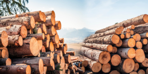 Grunderwerbsteuer: Forstbäume sind nicht grunderwerbsteuerpflichtig - ECOVIS Agrar - Steuerberater, Rechtsanwälte, Unternehmensberater