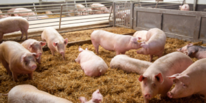 Initiative Tierwohl: Unterliegen die Zahlungen an Landwirte der Umsatzsteuer? - Ecovis Agrar