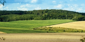 Unterverpachtung: Keine landwirtschaftliche Tätigkeit - Ecovis Agrar
