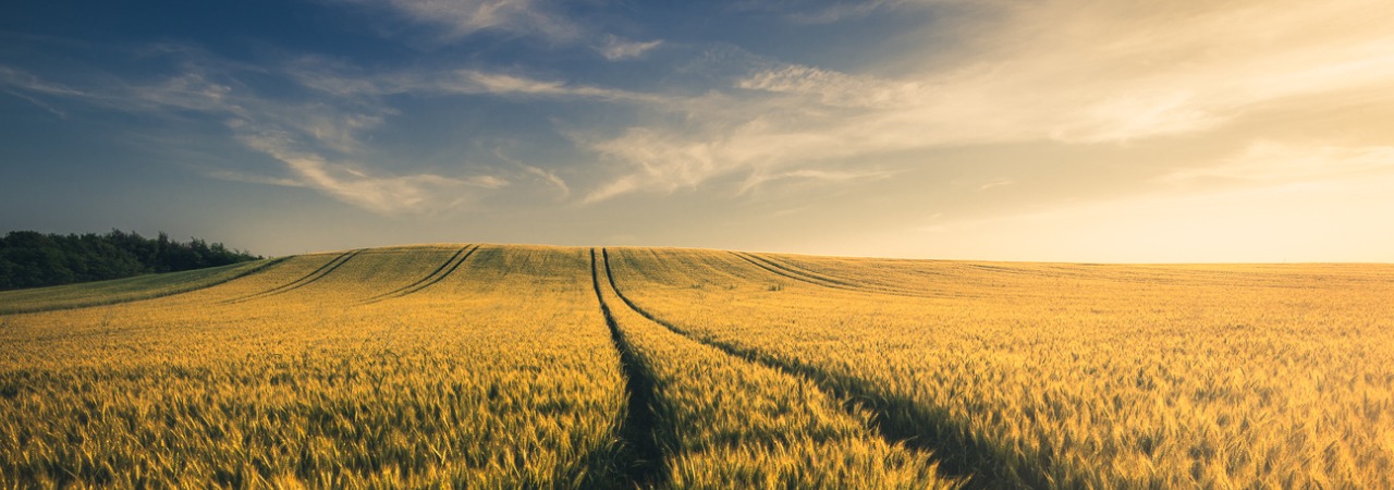 Agriculture and Forestry