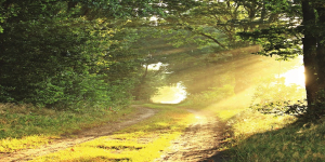 Nachhaltigkeit bei ECOVIS Austria: Baumspende für „Wald4Leben“ - ECOVIS in Österreich