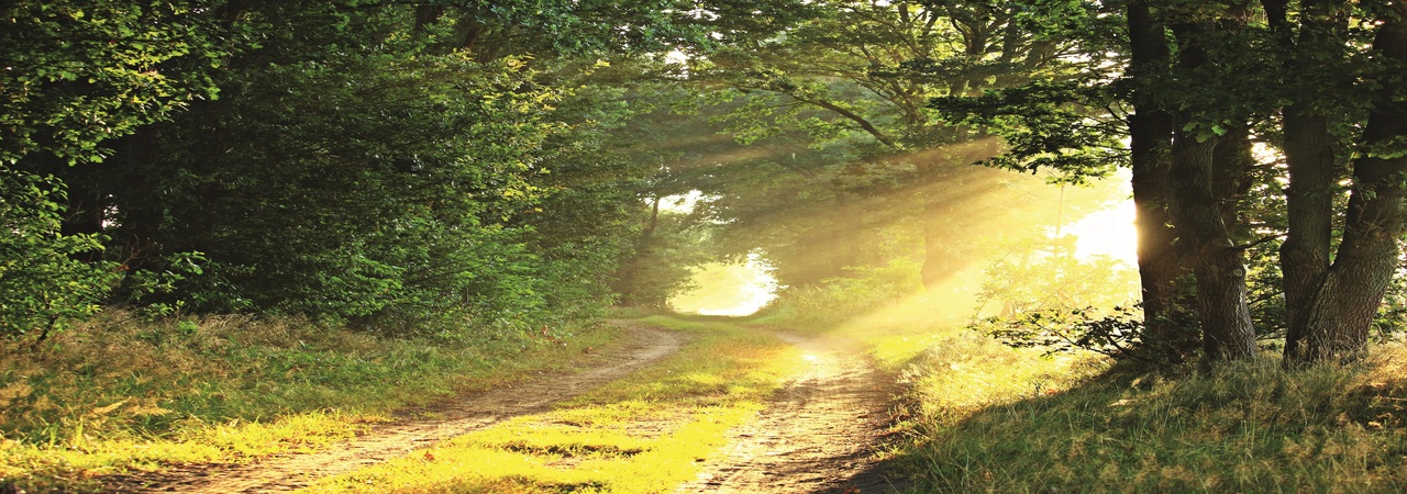 Nachhaltigkeit bei ECOVIS Austria: Baumspende für „Wald4Leben“
