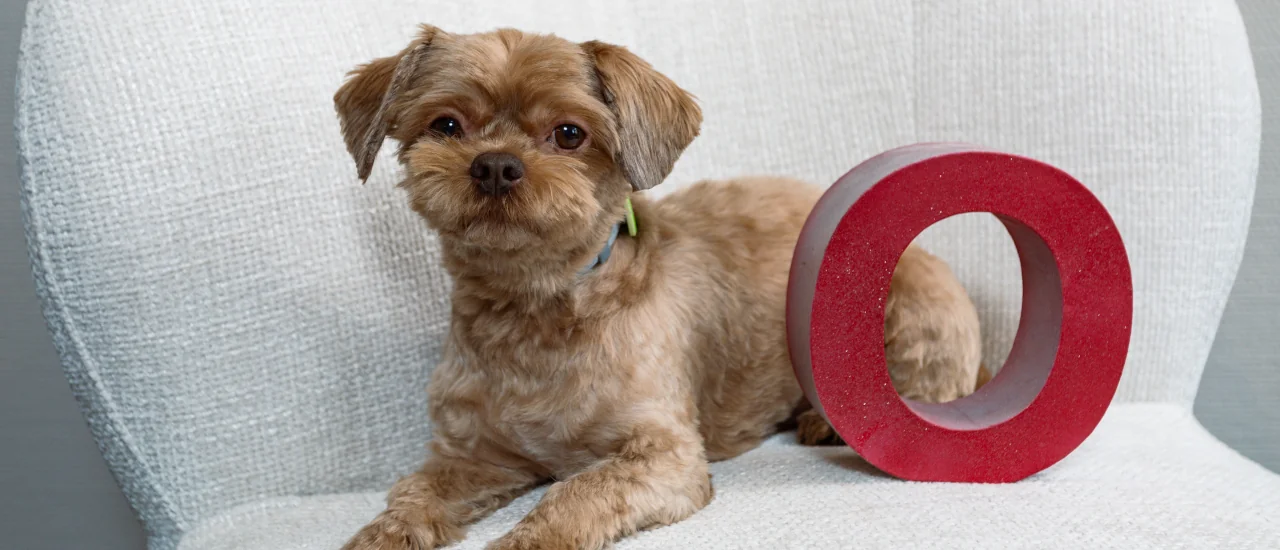 Lernen Sie Oskar kennen – unser tierisches Teammitglied