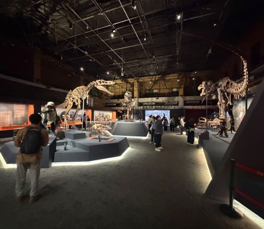 Dinosaurier-Fossil nach China transportieren: Rechtliche Anforderungen beim internationalen Fossiltransport