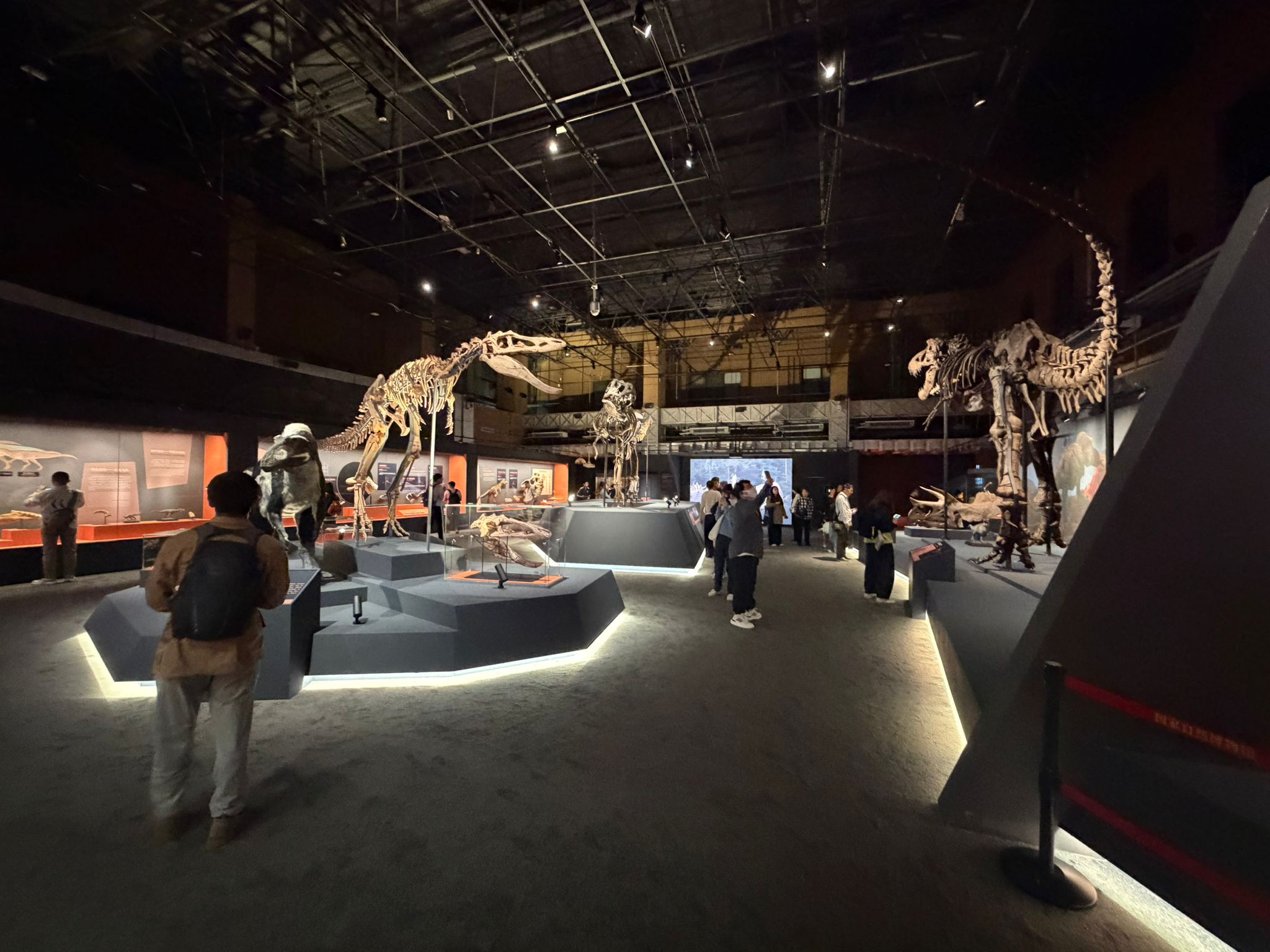 Dinosaurier-Fossil nach China transportieren: Rechtliche Anforderungen beim internationalen Fossiltransport