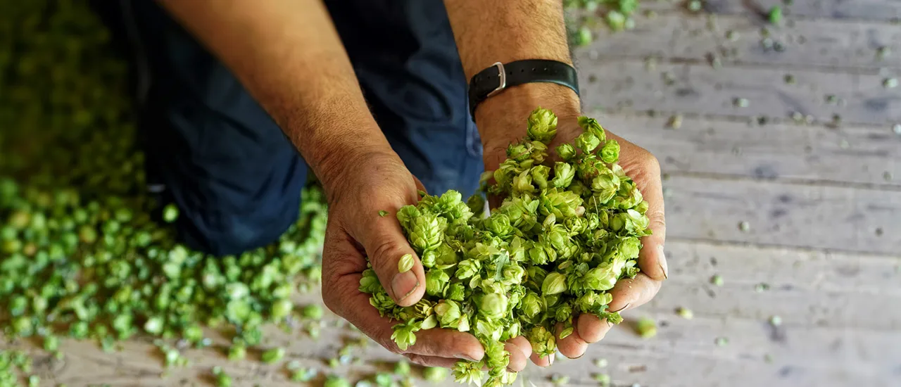 Steuerberater Hopfenanbau Mainburg
