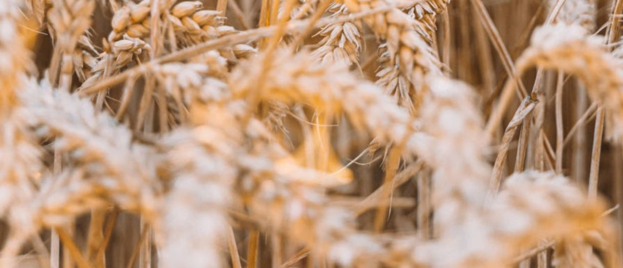 BPS Aportación rural – Prórroga - Ecovis en Uruguay BPS Aportación rural – Prórroga