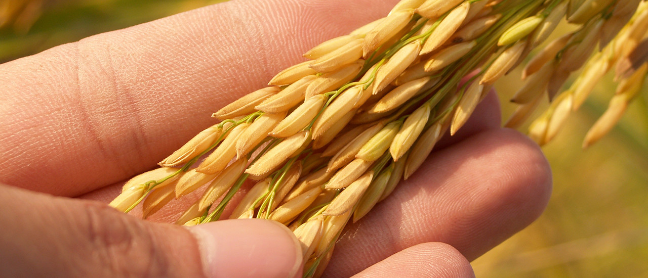 IMEBA – Sector Arrocero - Ecovis en Uruguay IMEBA – Sector Arrocero