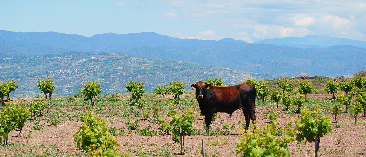 IRAE – Empresas Agropecuarias