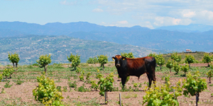 IRAE – Empresas Agropecuarias - Ecovis en Uruguay
