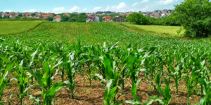 Medidas para el sector agropecuario - Ecovis en Uruguay
