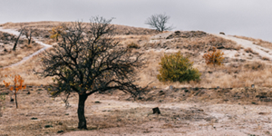 Productores agropecuarios – Cesión de certificados de crédito - Ecovis en Uruguay