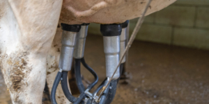 Fondo de reconversión de industrias lácteas - Ecovis en Uruguay