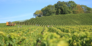 Sector Agropecuario – Prórroga - Ecovis en Uruguay