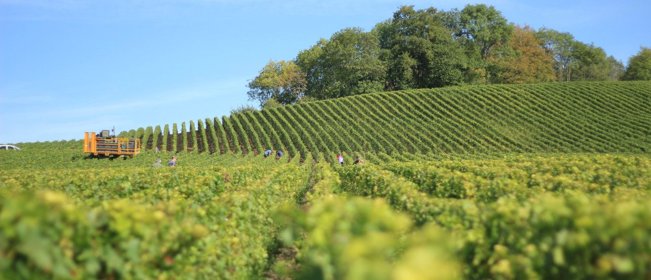 Sector Agropecuario – Prórroga