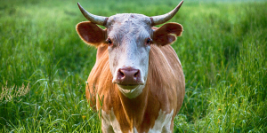 Insumos Agropecuarios exonerados de IVA – Bozal para control de pastoreo selectivo - Ecovis en Uruguay