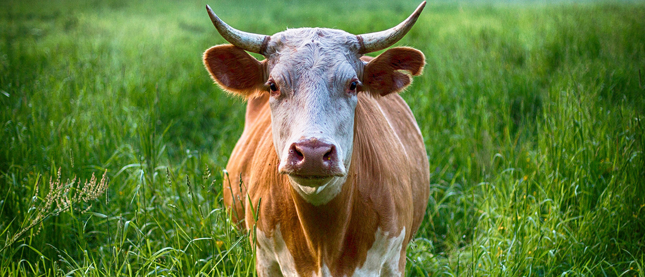 Insumos Agropecuarios exonerados de IVA – Bozal para control de pastoreo selectivo