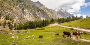 IRAE – Empresas Agropecuarias - Ecovis en Uruguay