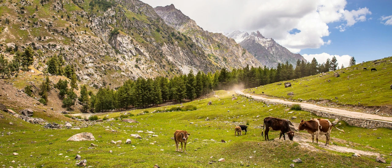 IRAE – Empresas Agropecuarias