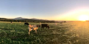 Agropecuarios – Cesión de certificados de créditos - Ecovis en Uruguay