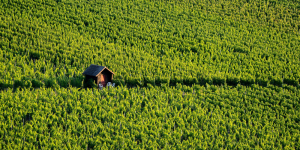 Índice Medio del Incremento de los Precios de Venta de los inmuebles rurales (IMIPVIR) - Ecovis en Uruguay