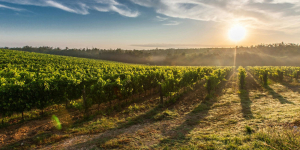 IVA – Insumos agropecuarios - Ecovis en Uruguay