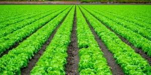 IVA Agro – devolución - Ecovis en Uruguay