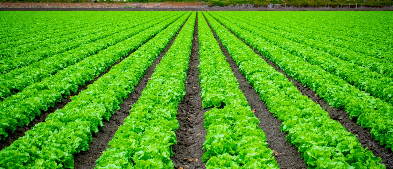 IVA Agro – devolución